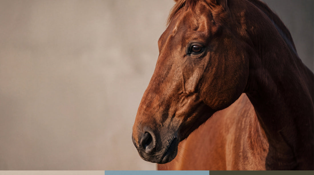 Autumn Horse Care UK: Getting Through the Changeover UK9 Petcare