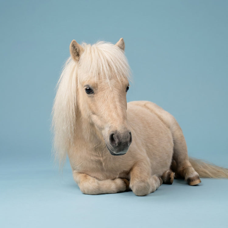Equestrian