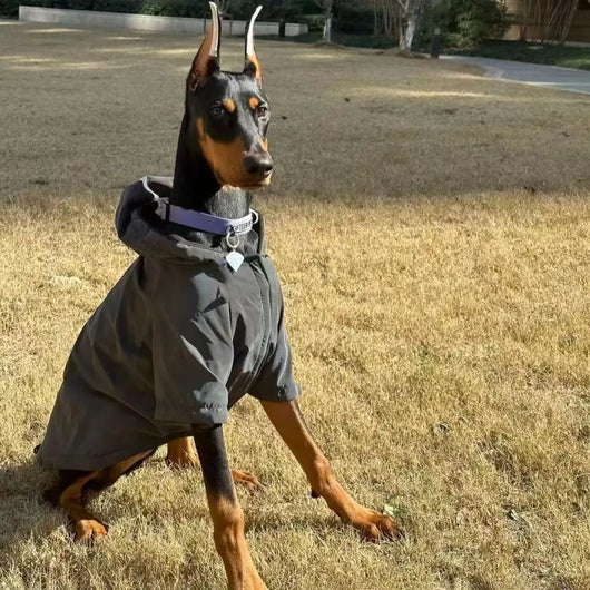 Large Dog Trendy Coat Teamdrop