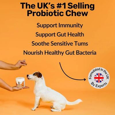 Dog Digestive Health Chewable Tablets Teamdrop