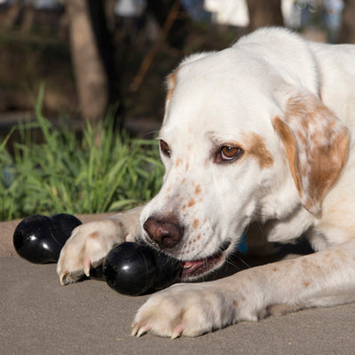 KONG Goodie Bone Extreme Large (21.5cm) — lifestyle