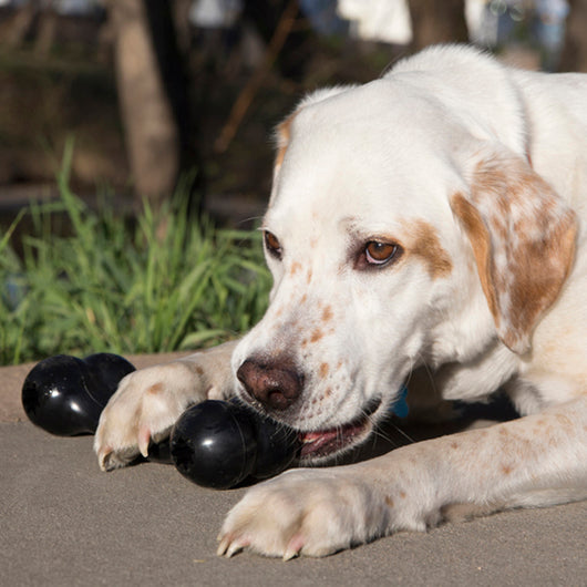 KONG Goodie Bone Extreme Large (21.5cm) — lifestyle