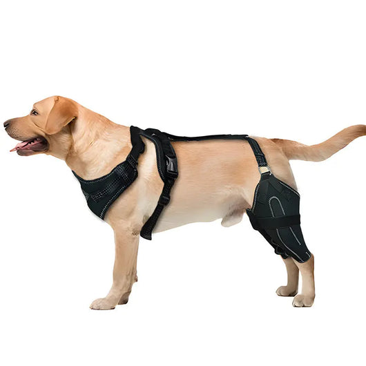 Adjustable Hind Leg Support Brace for Dogs Teamdrop