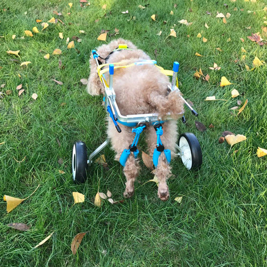 Dog Wheelchair eprolo