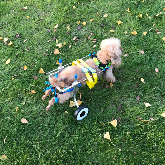 Dog Wheelchair eprolo