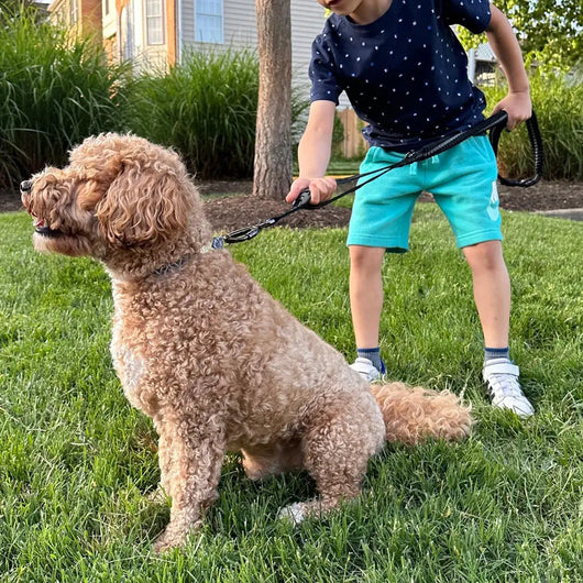 Elastic Dog Leash with Car Safety Clip Teamdrop