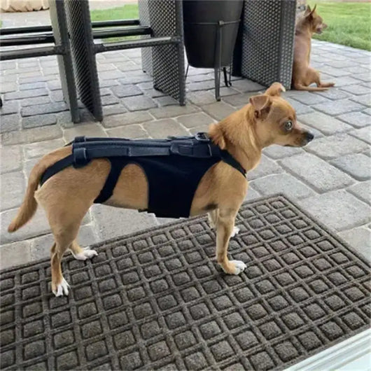 Dog Back Support Vest Teamdrop