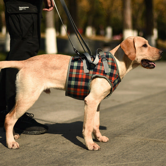 Support Harness for Post-Surgery Recovery, Elderly Dogs, Large Breed Walking Assistance Brace eprolo