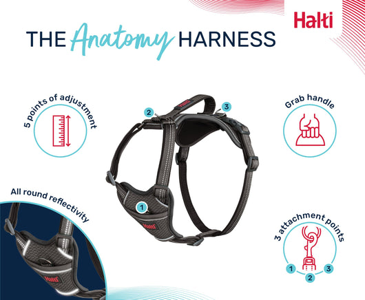 Halti Anatomy Dog Harness, Grey, Large