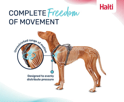 Halti Anatomy Dog Harness, Grey, Large