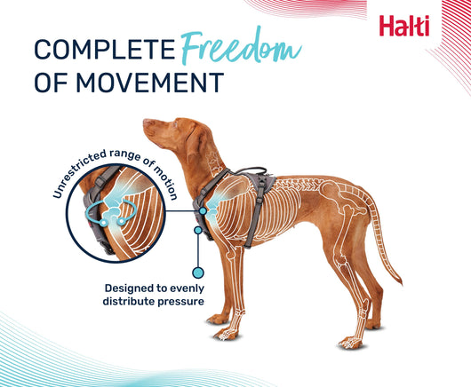 Halti Anatomy Dog Harness, Grey, Large