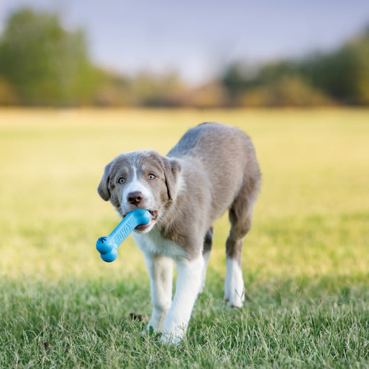 KONG Puppy Goodie Bone Md — lifestyle