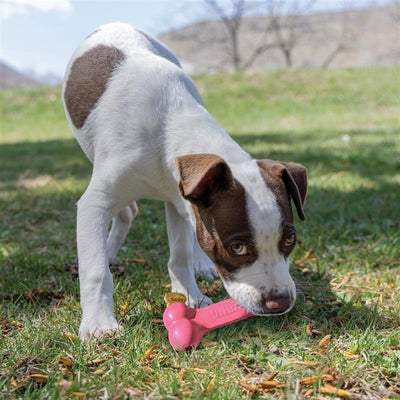KONG Puppy Goodie Bone Md — lifestyle