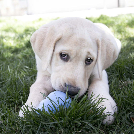 KONG Puppy Medium (8.5cm) Blue/Pink — lifestyle