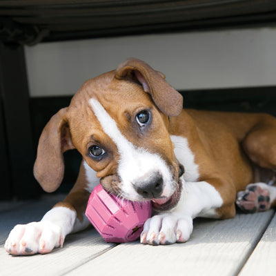 KONG Puppy Activity Ball Small (6cm) Blue/Pink — lifestyle