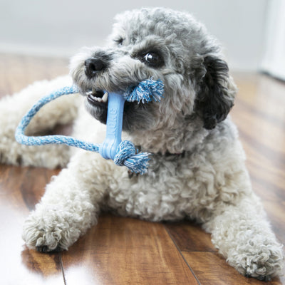 KONG Puppy Goodie Bone w/Rope X-Small Blue/Pink — lifestyle