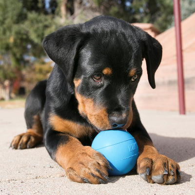 KONG Puppy Ball Medium/Large — lifestyle