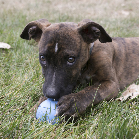 KONG Puppy Ball Small — lifestyle