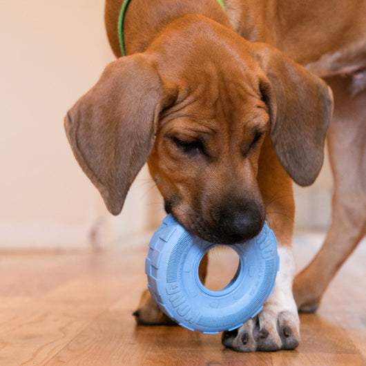 KONG Puppy Tires Medium/Large — lifestyle