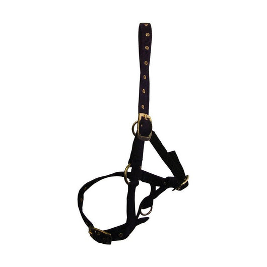 Hy Foal Head Collar Navy Hy