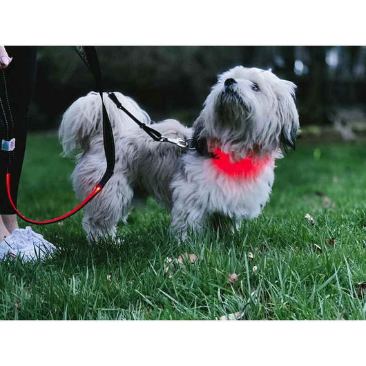 Lilly and Jake LED Dog Lead Red Lilly & Jake