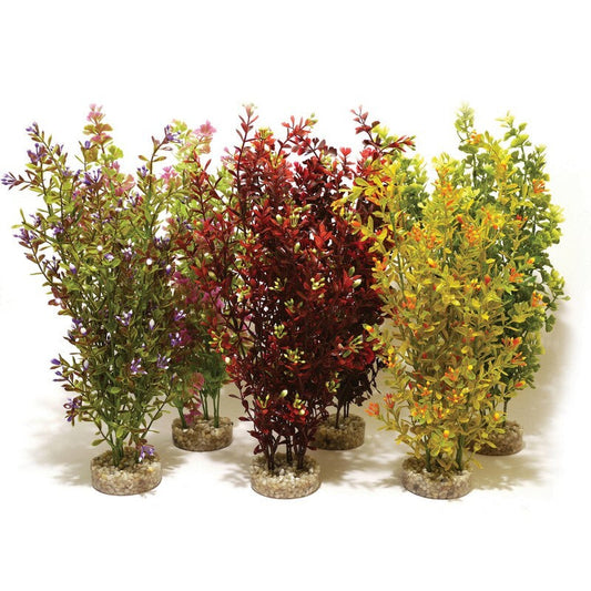 Rosewood Sydeco Cocktail Plant Maxi x 6 Rosewood