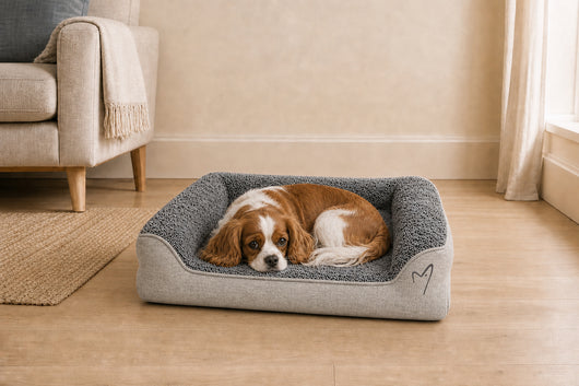 Gor Pets Noodle Dog Bed Large Grey