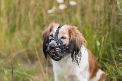 Trixie Muzzle Flex Silicone Dog Muzzle, L, Black