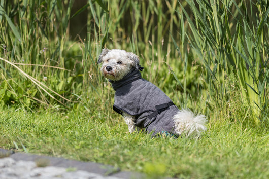 Trixie Dog Bathrobe, Terry Cloth, S 40cm, Grey