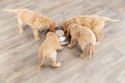 Trixie Junior Puppy Bowl, Stainless Steel, 4L/38cm