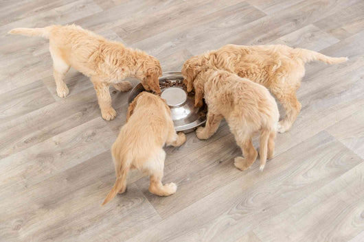 Trixie Junior Puppy Bowl, Stainless Steel, 4L/38cm