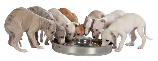 Trixie Junior Puppy Bowl, Stainless Steel, 4L/38cm