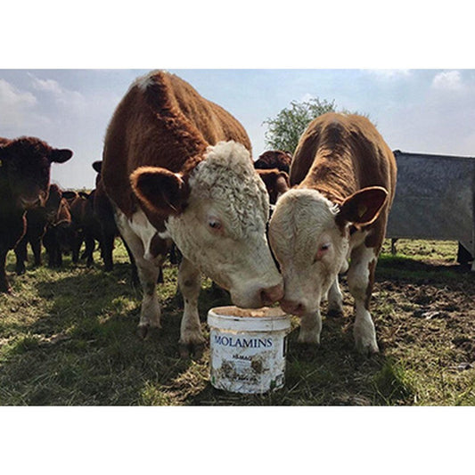 Dallas Keith Cattle Molamin Bucket 20kg Dallas Keith