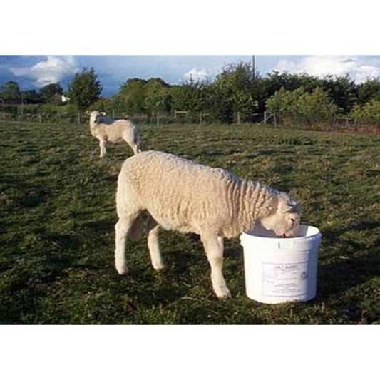 Dallas Keith Sheep Molamin Bucket 20kg Dallas Keith