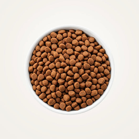 A bowl of Scamp & Paw Everyday Lobster kibble