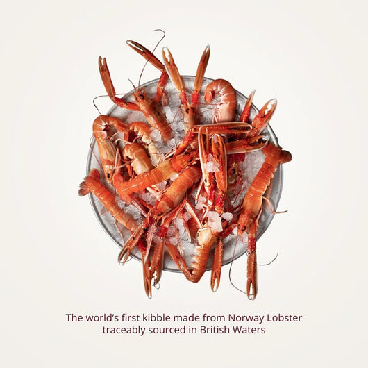 Norway lobster, the main ingredient in Scamp & Paw Everyday Lobster