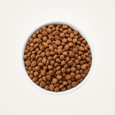A bowl of Scamp & Paw Everyday Lobster kibble
