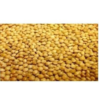 Versele Laga French Yellow Millet Seed 25kg Versele Laga