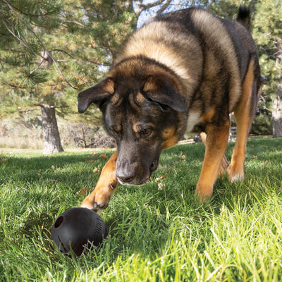 KONG Extreme Ball w/Hole Lg EU — lifestyle