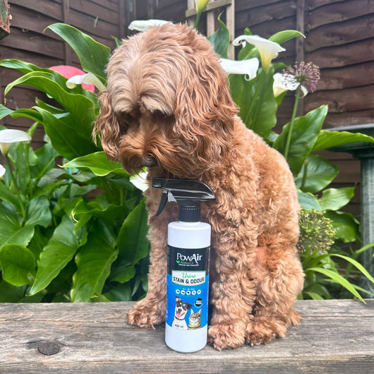 PowAir Pet Urine Stain & Odour Spray 464ml