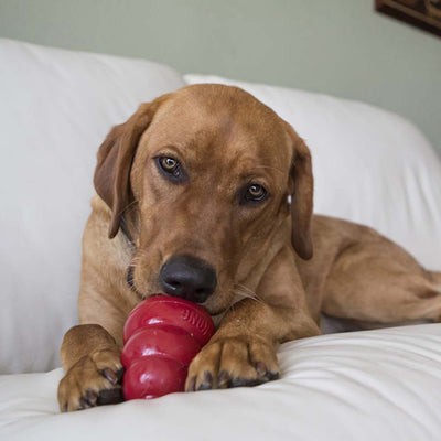 KONG Easy Treat Liver 226g — lifestyle