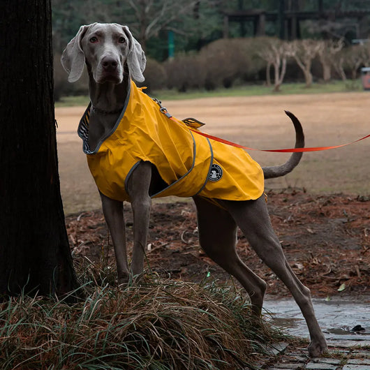 Waterproof Dog Raincoat (Lightweight) Teamdrop