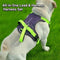 Dog Harness & Retractable Lead Set