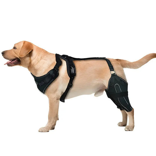 Adjustable Hind Leg Support Brace for Dogs Teamdrop