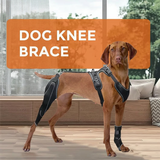 Adjustable Hind Leg Support Brace for Dogs Teamdrop