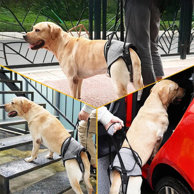 Hind Leg Support Harness Teamdrop
