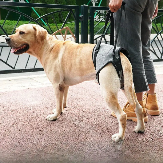 Hind Leg Support Harness Teamdrop