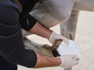 NAF NaturalintX Hoof Poultice, 3 Pack