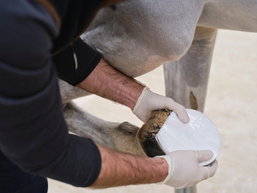 NAF NaturalintX Hoof Poultice, 3 Pack