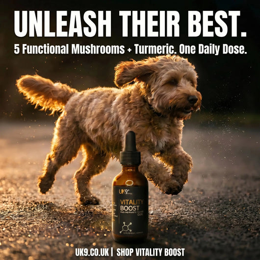 UK9 Vitality Boost — Daily Mushroom + Turmeric Drops (60ml) UK9 Petcare
